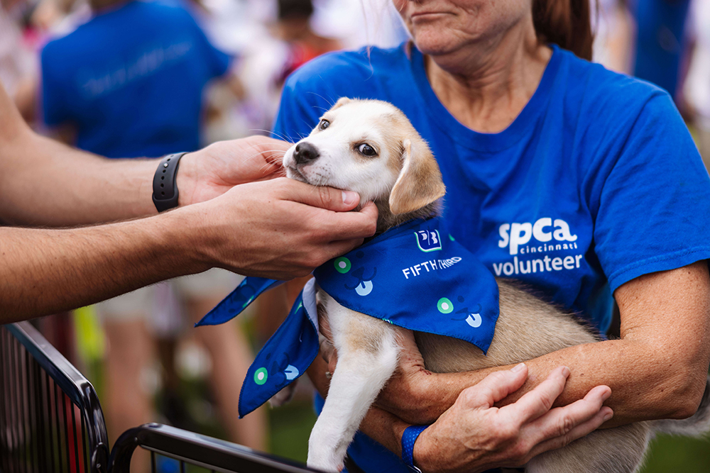 image of a person wearing an SPCA shirt holding a dog that is wearing a Fifth Third bandana around it's neck